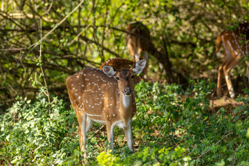 Several Chital (Spotted or Axis Deer) roam a lush forest or grassland. One deer in the foreground...