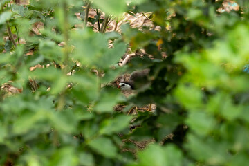 A White-browed Sparrow-Weaver is partially hidden among dense green leaves. Its brown body, bold...