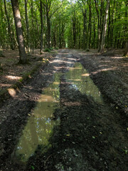 A dirt road in the middle of a forest filled with trees