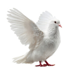 Naklejka premium beautiful white dove with outstretched wings, symbolizing peace and freedom, stands gracefully against transparency background. Its delicate features and vibrant eyes capture attention
