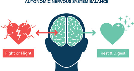 Brain and heart illustration showing the balance of the autonomic nervous system fight or flight response