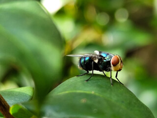 Flies, flying insects with red eyes and thin wings, land on green leaves. This type is often seen...