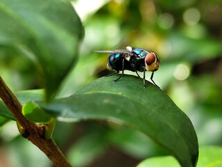 Flies, flying insects with red eyes and thin wings, land on green leaves. This type is often seen...