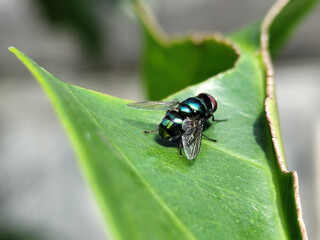 Flies, flying insects with red eyes and thin wings, land on green leaves. This type is often seen flying in kitchens and trash cans, with blurred natural backgrounds.