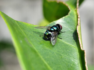 Flies, flying insects with red eyes and thin wings, land on green leaves. This type is often seen flying in kitchens and trash cans, with blurred natural backgrounds.