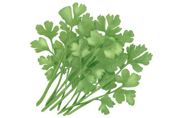 coriander watercolor art icon 