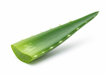 Fresh Aloe Vera Leaf Slice with Spikes Isolated on White Background