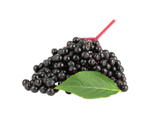 A fresh cluster of ripe glossy black elderberries with a single green leaf and red stem.