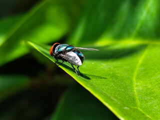 Flies, flying insects with red eyes and thin wings, land on green leaves. This type is often seen...