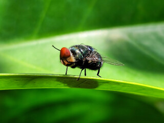 Flies, flying insects with red eyes and thin wings, land on green leaves. This type is often seen...