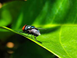 Flies, flying insects with red eyes and thin wings, land on green leaves. This type is often seen...