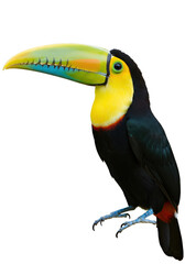 Vibrant Toucan with striking colorful beak perched elegantly, showcasing natural beauty and exotic appeal.