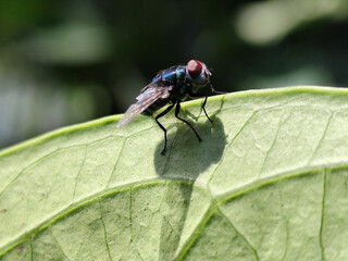Flies, flying insects with red eyes and thin wings, land on green leaves. This type is often seen flying in kitchens and trash cans, with blurred natural backgrounds.