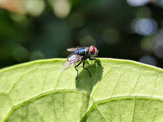 Flies, flying insects with red eyes and thin wings, land on green leaves. This type is often seen...