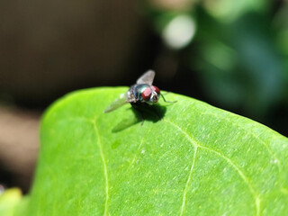 Flies, flying insects with red eyes and thin wings, land on green leaves. This type is often seen flying in kitchens and trash cans, with blurred natural backgrounds.