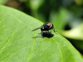 Flies, flying insects with red eyes and thin wings, land on green leaves. This type is often seen flying in kitchens and trash cans, with blurred natural backgrounds.