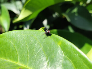 Flies, flying insects with red eyes and thin wings, land on green leaves. This type is often seen flying in kitchens and trash cans, with blurred natural backgrounds.