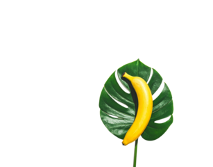 A single ripe yellow banana resting on a large vibrant green monstera deliciosa leaf.