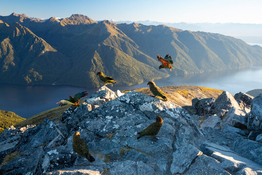 Kea the mountain parrot, Kepler Track, New Zealand