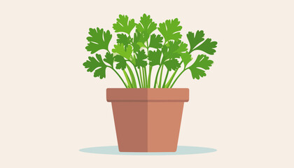Obraz premium Lush green parsley herb with vibrant leaves growing in a classic brown terracotta flowerpot.