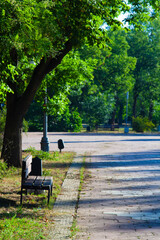 Trees in the morning in the town park