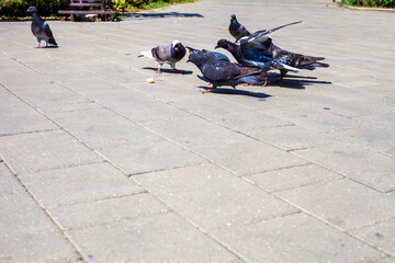 Birds in the town park in the afternoon