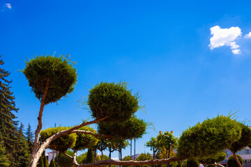 palm tree against blue sky