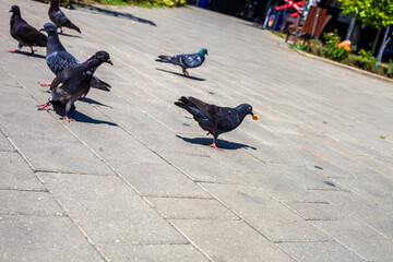 Birds in the town park in the afternoon