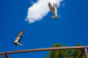 Birds in the town park in the afternoon