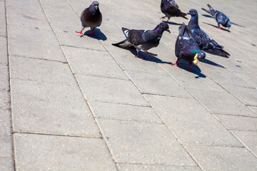 Birds in the town park in the afternoon