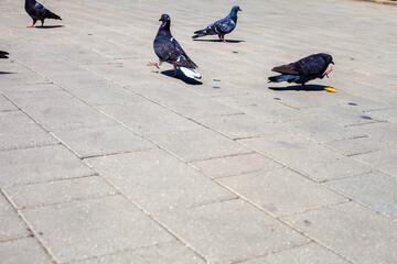 Birds in the town park in the afternoon