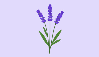 Naklejka premium Stylized lavender bouquet illustration with three purple flower spikes and green leaves.