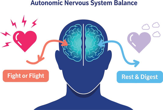 Human brain and heart illustrating autonomic nervous system balance fight or flight rest digest