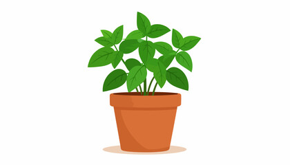 Fresh green basil herb plant with detailed leaves growing in a classic terracotta pot.