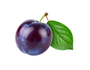 One ripe dark plum with a dusty blue bloom green stem and a single textured leaf.