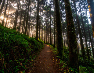 Serene forest trail with morning sunlight through trees, great for travel, hiking, or peaceful nature background themes. Generative AI