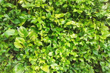 Lush Green Vibrant Hedge Wall With Textured Leaves Nature Background