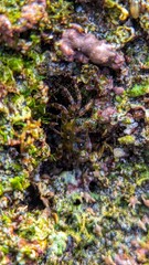 A small crab camouflages itself among mossy coral in the intertidal zone at low tide on a tropical beach.