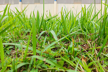Low Angle Close up Lush Green Grass Blades Outdoor Scenery