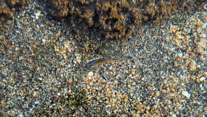 Small fish with striking blue stripes, juvenile cleaner wrasse swim in shallow rocky and sandy waters in the intertidal zone of tropical beaches.