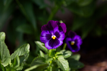 Macro Close-Up of Purple Pansy Flowers with Bright Petals – Vibrant Summer Garden Bloom