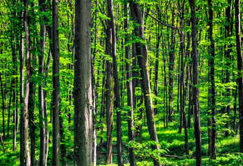 Beautiful fresh green forest background