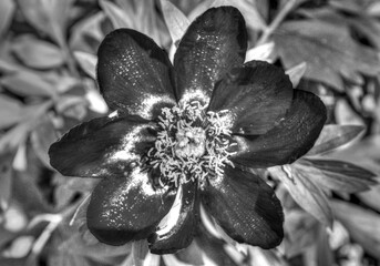 Beautiful peony flower in black and white close up