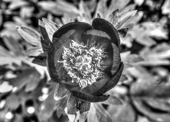 Beautiful peony flower in black and white close up