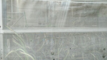 aloe vera in the green house