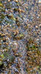 A macro collection of shallow marine life featuring hermit crabs, crabs and marine life camouflaged among soft corals, algae and sea sand.