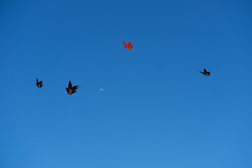Colorful Kites Flying in Bright Blue Sky