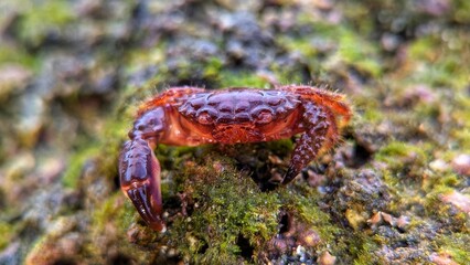 Close-up of a small red crab on a mossy rock surface in a tropical coastal habitat, captured in vibrant macro detail.