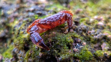 Close-up of a small red crab on a mossy rock surface in a tropical coastal habitat, captured in vibrant macro detail.