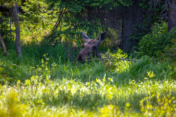 Moose bedded down in Yellowstone National Park